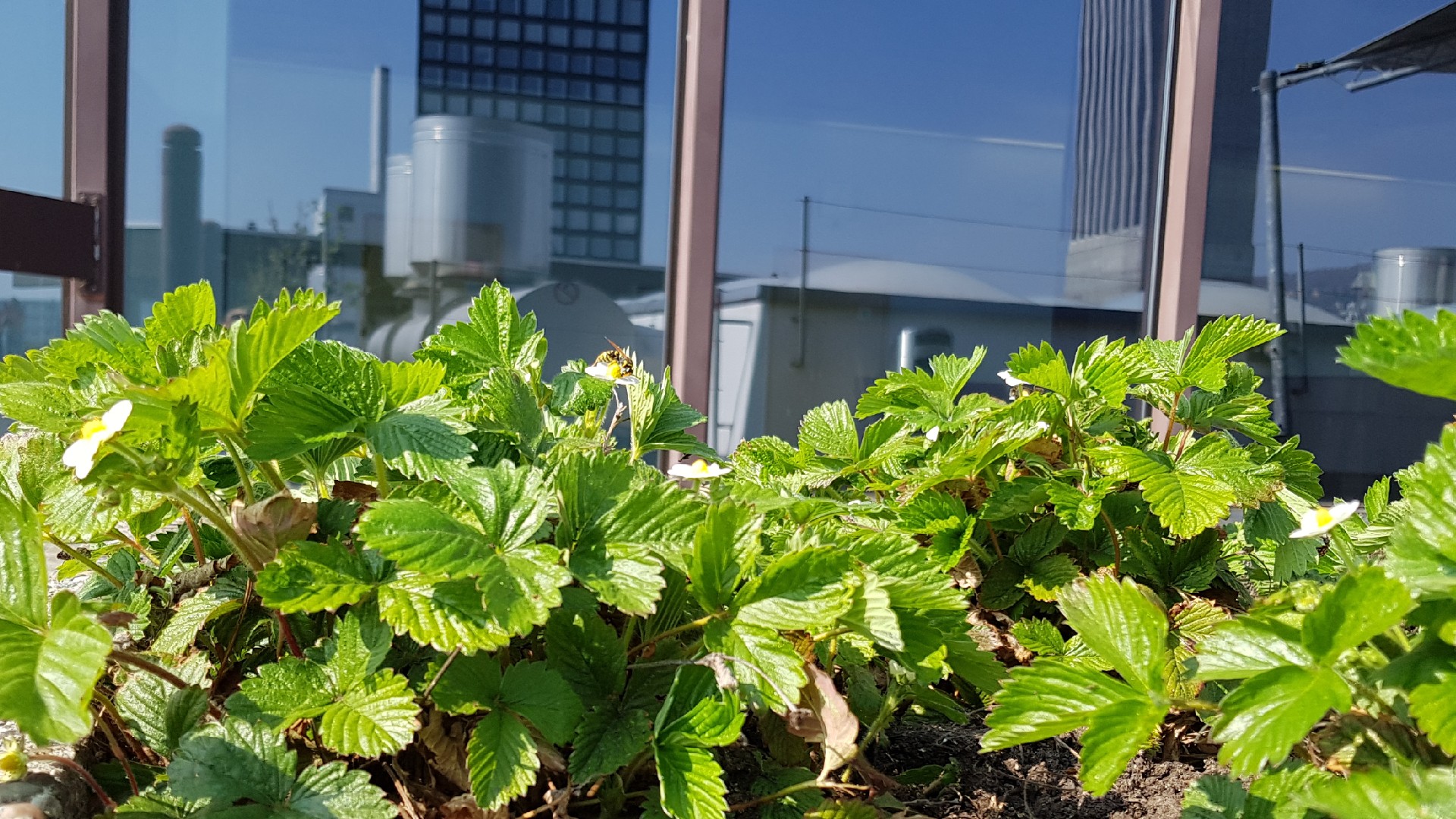 Erdbeerfeld auf Dachterrasse